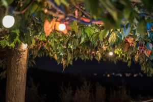 Festoon lights in the trees